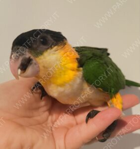 Caicco Testa Nera